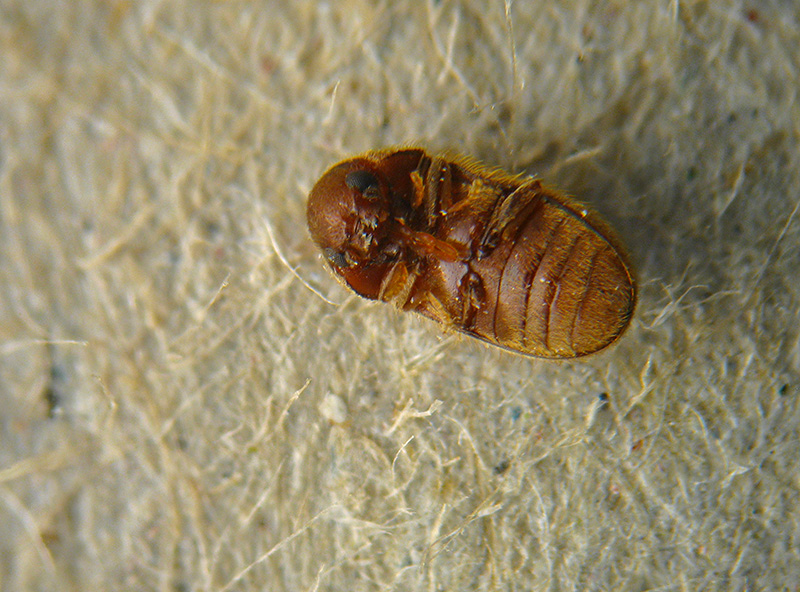 Stegobium paniceum, Anobiidae